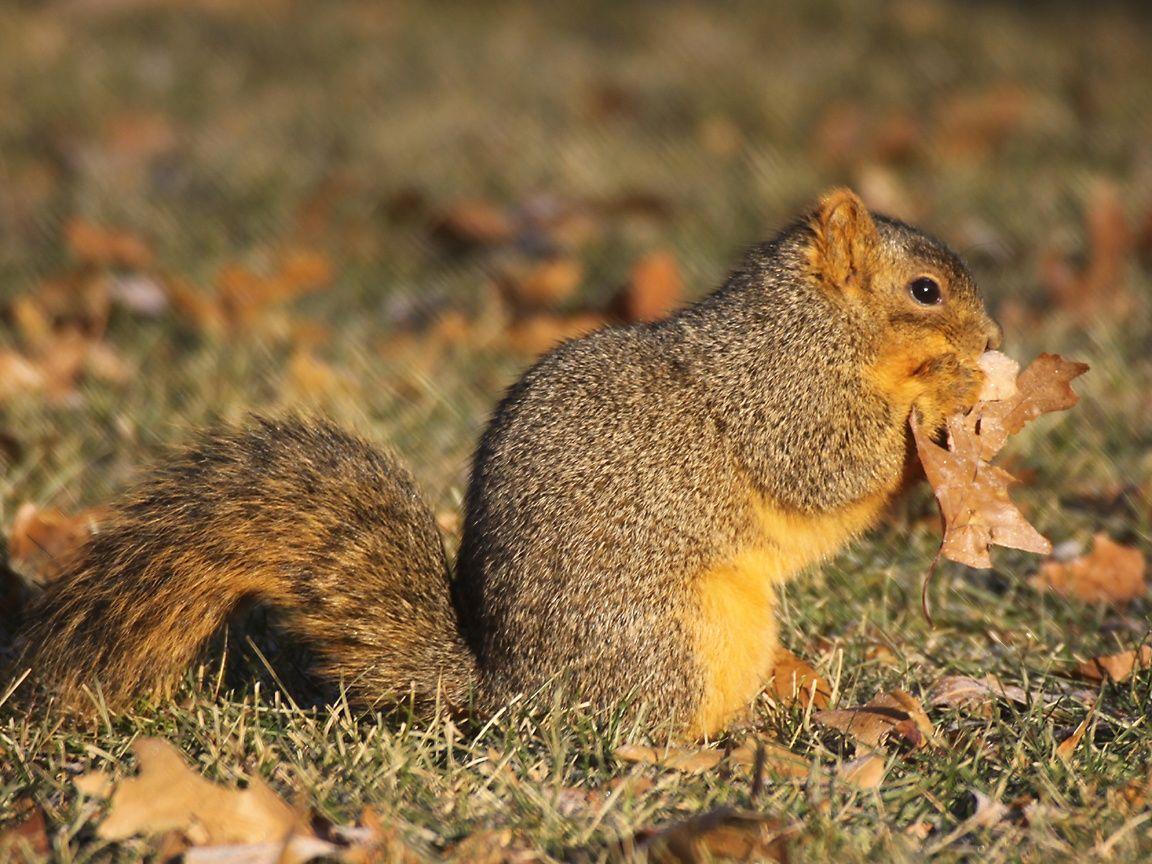 1152x864 Fox Squirrel Wallpaper. Cute Fox