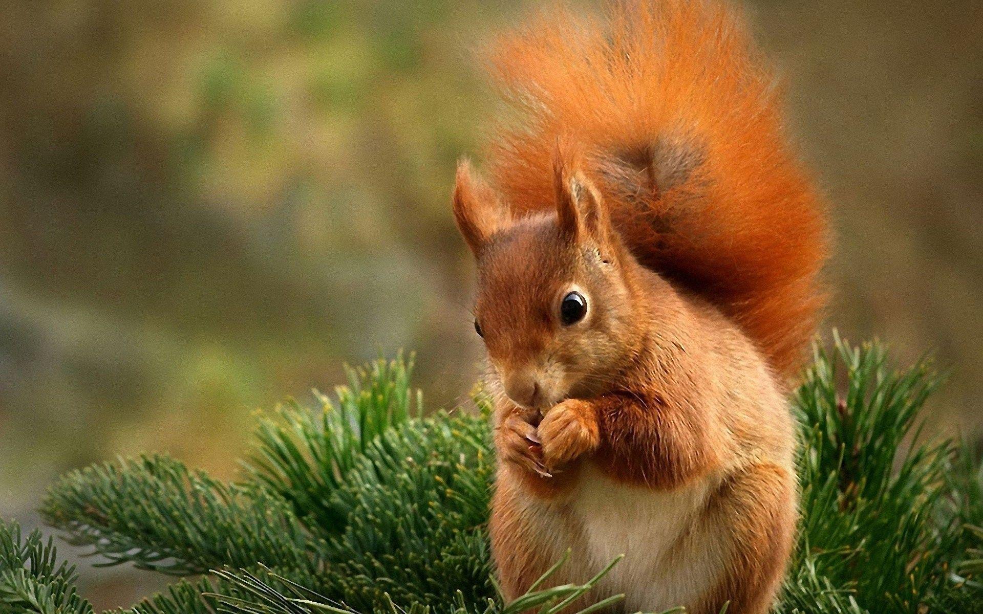 Baby Squirrel Wallpapers - Top Free Baby Squirrel Backgrounds ...