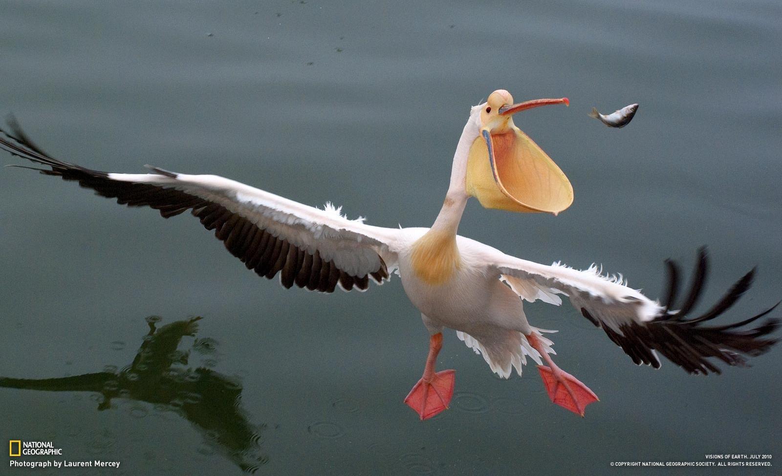 1600x975 Most viewed Pelican wallpaperK Wallpaper
