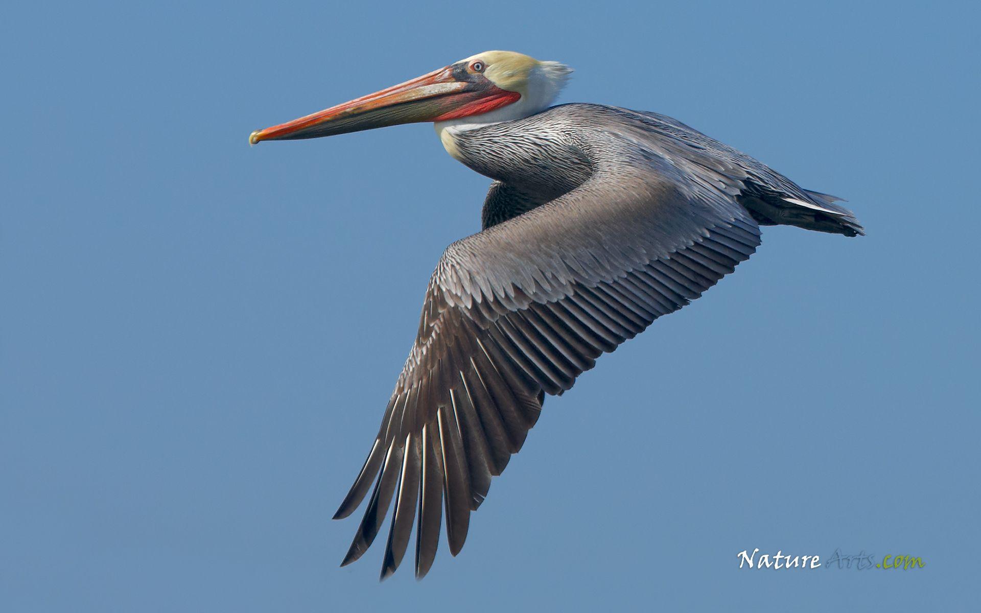 1920x1200 Brown Pelicans Wallpaper. Brown