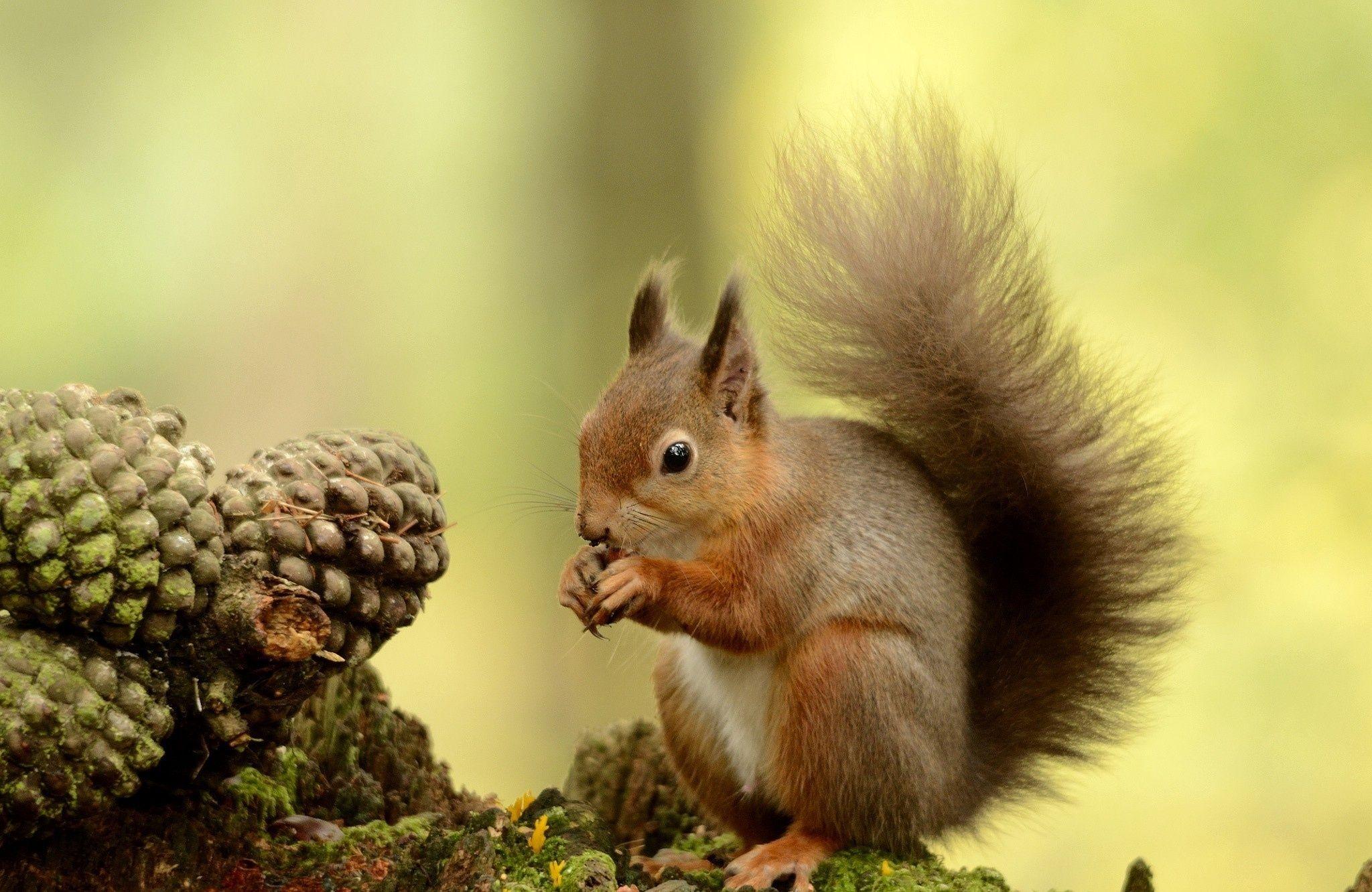 2048x1332 picture of baby squirrels Desktop Wallpaperk HD