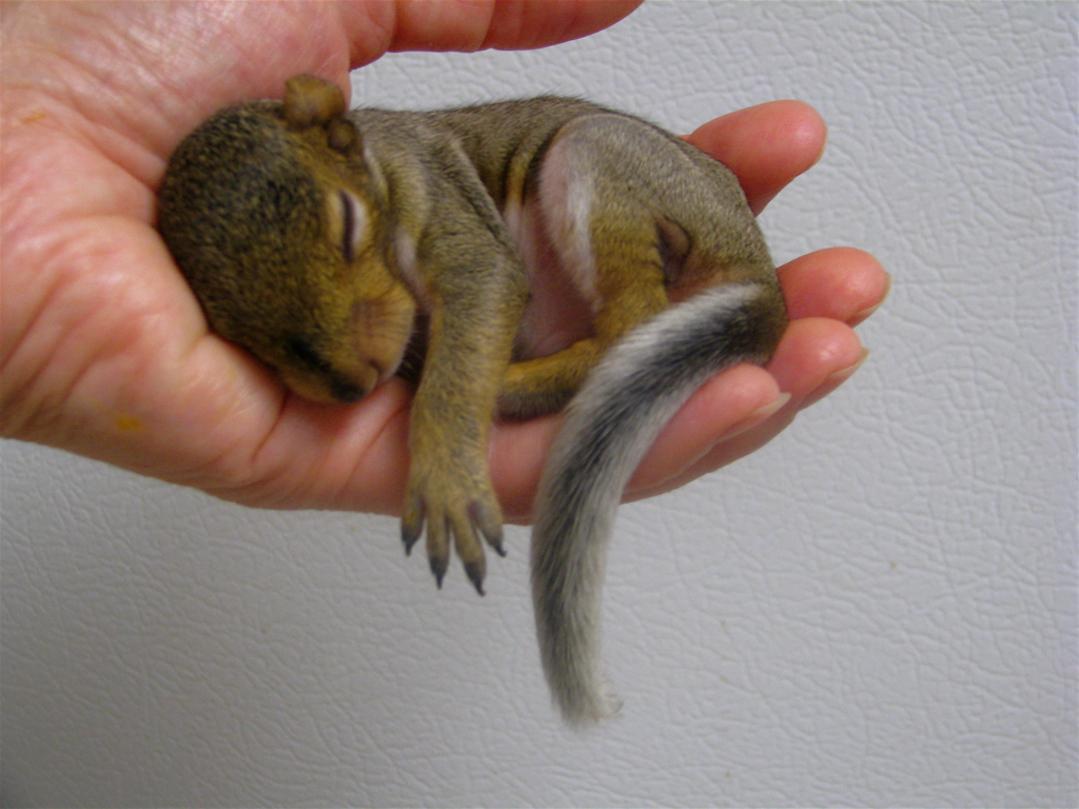 Baby Squirrel Wallpapers - Top Free Baby Squirrel Backgrounds ...