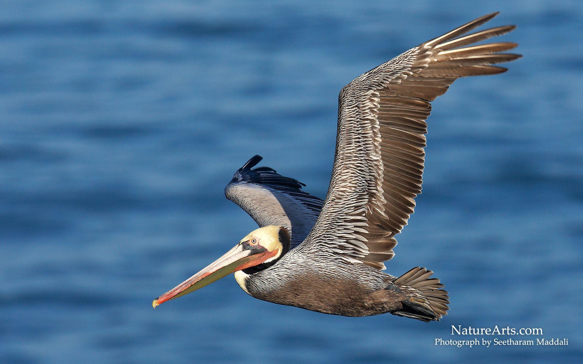 1920x1200 Pelican Prints Wallpaper