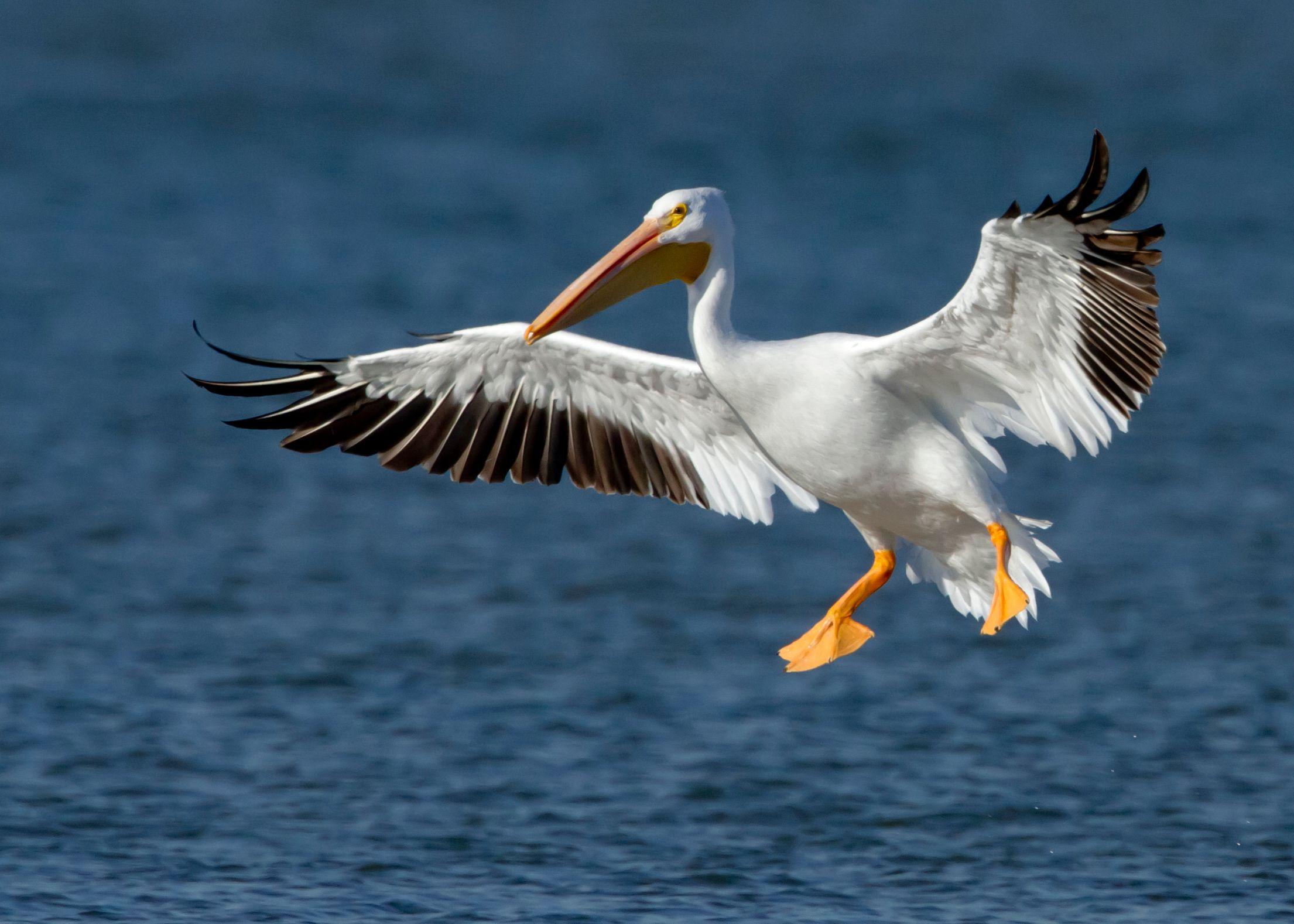 2210x1578 American White Pelican photo and wallpaper. Collection