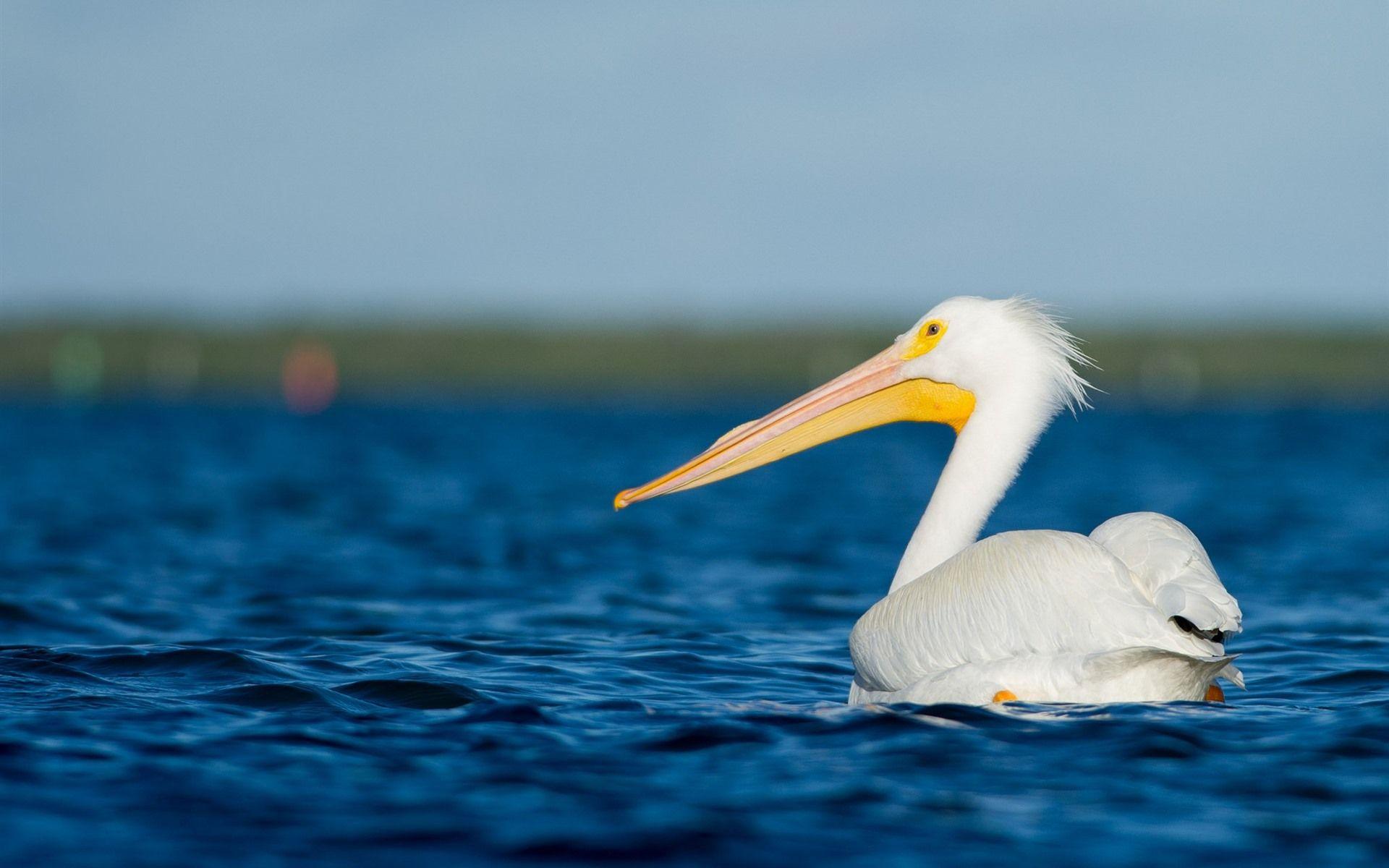 1920x1200 Wallpaper Pelican, white feather bird, sea, water 1920x1200 HD