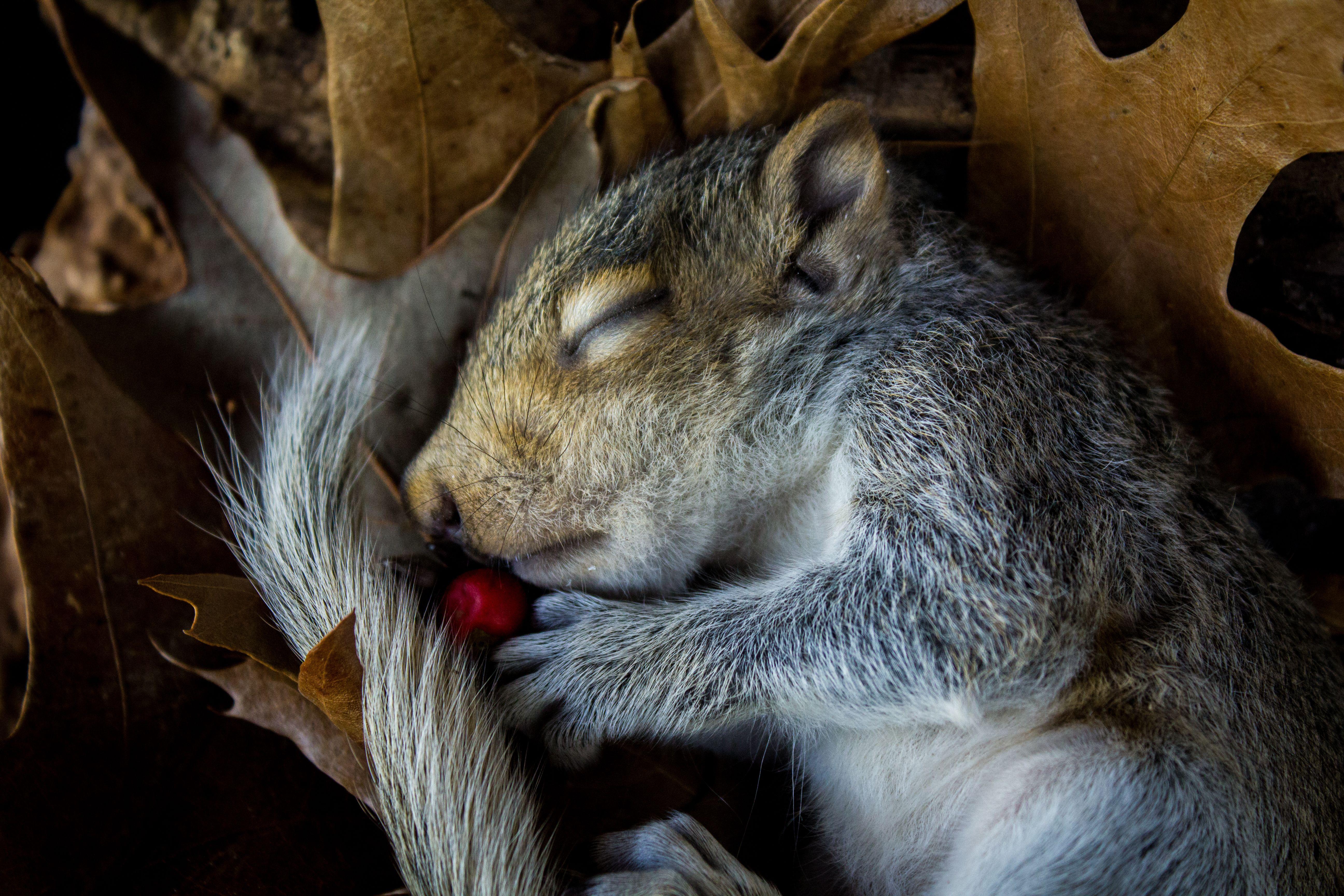 5184x3456 Free of baby squirrel, cute, dead