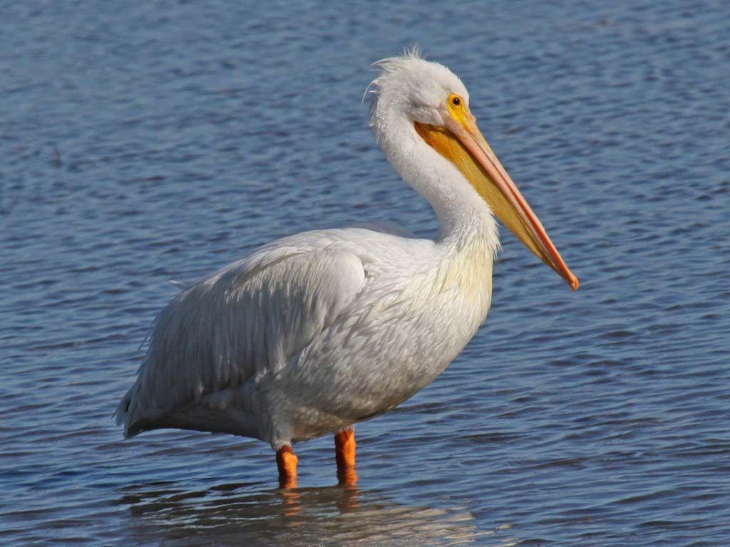 1024x768 Free download Wallpaper Pelican [1024x768] for your Desktop