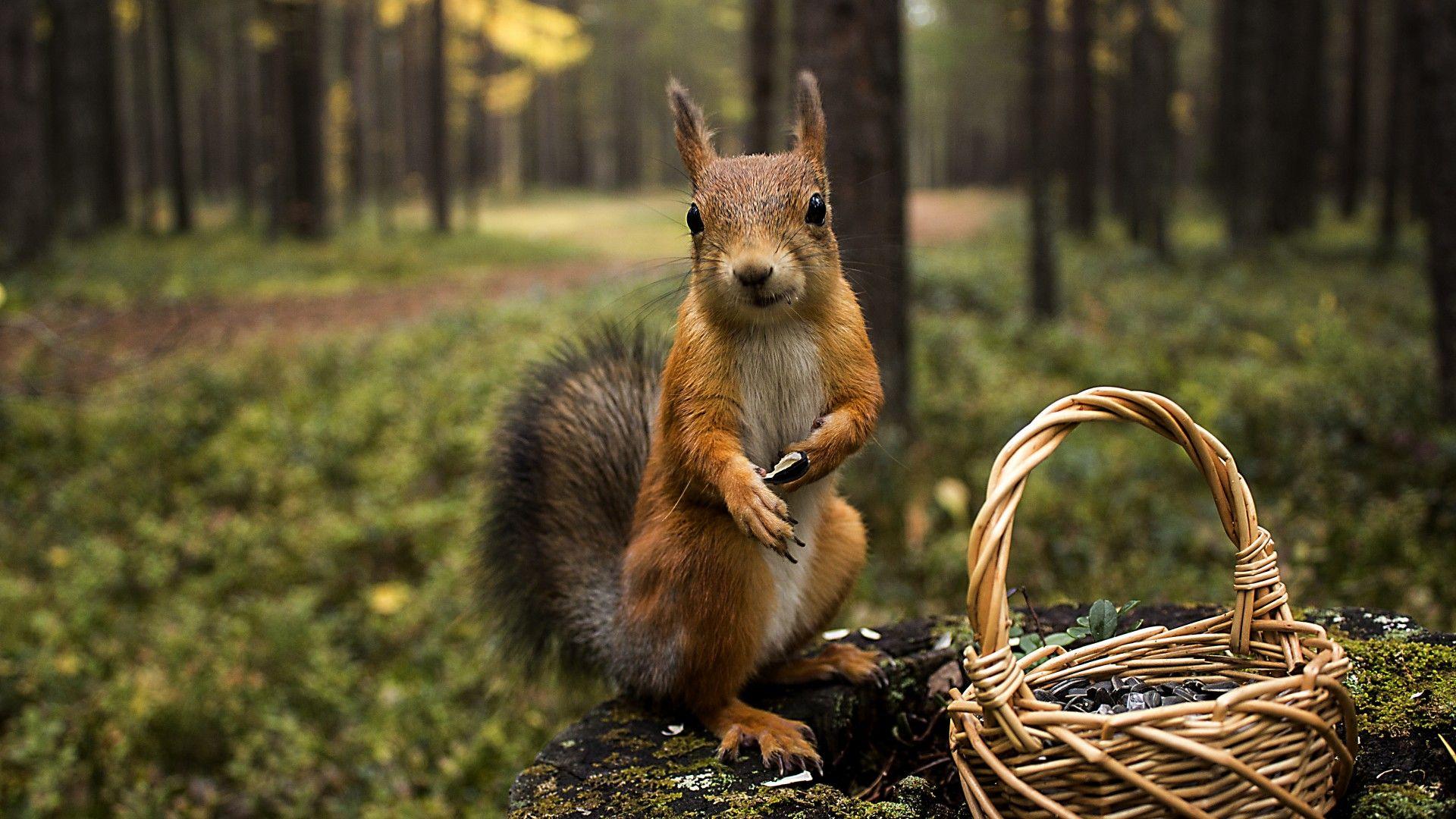 1920x1080 Forest, nature, squirrel, stump, animal desktop wallpaper