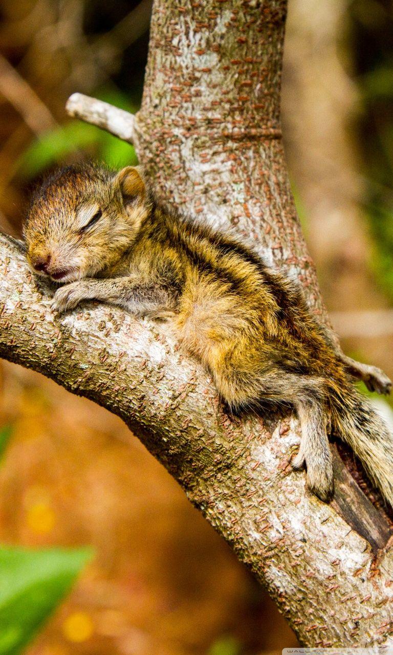 768x1280 The Baby Squirrel Takes A Nap Ultra HD Desktop Background