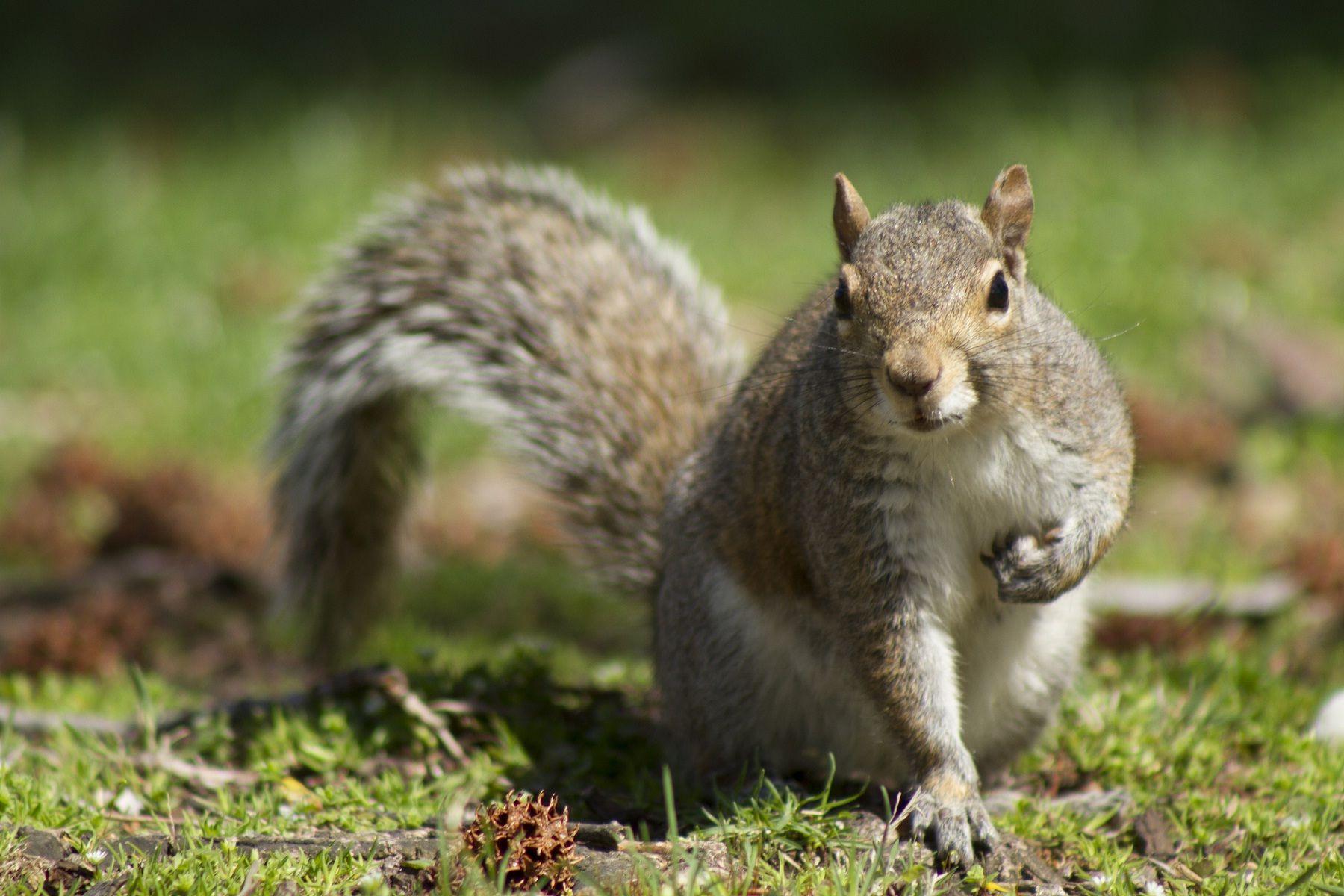 Baby Squirrel Wallpapers - Top Free Baby Squirrel Backgrounds ...