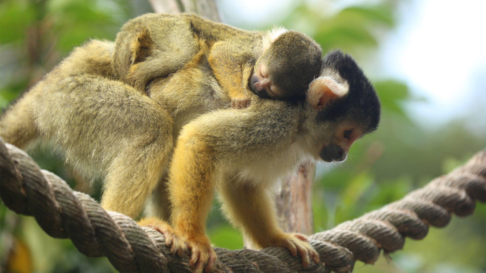 1920x1080 Most viewed Squirrel Monkey wallpaperK Wallpaper