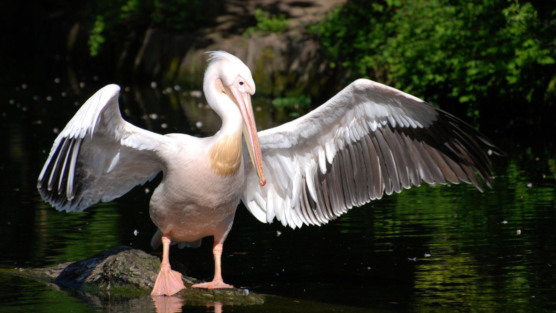 1920x1080 Pelican Wallpaper