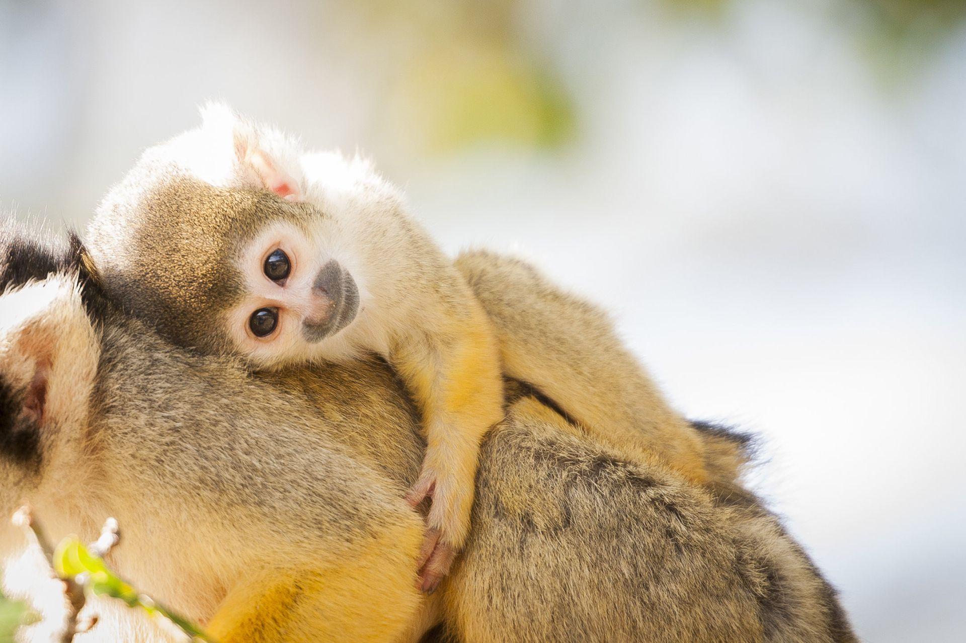 1920x1278 Baby Monkeys Wallpaper New Tab For Google Chrome