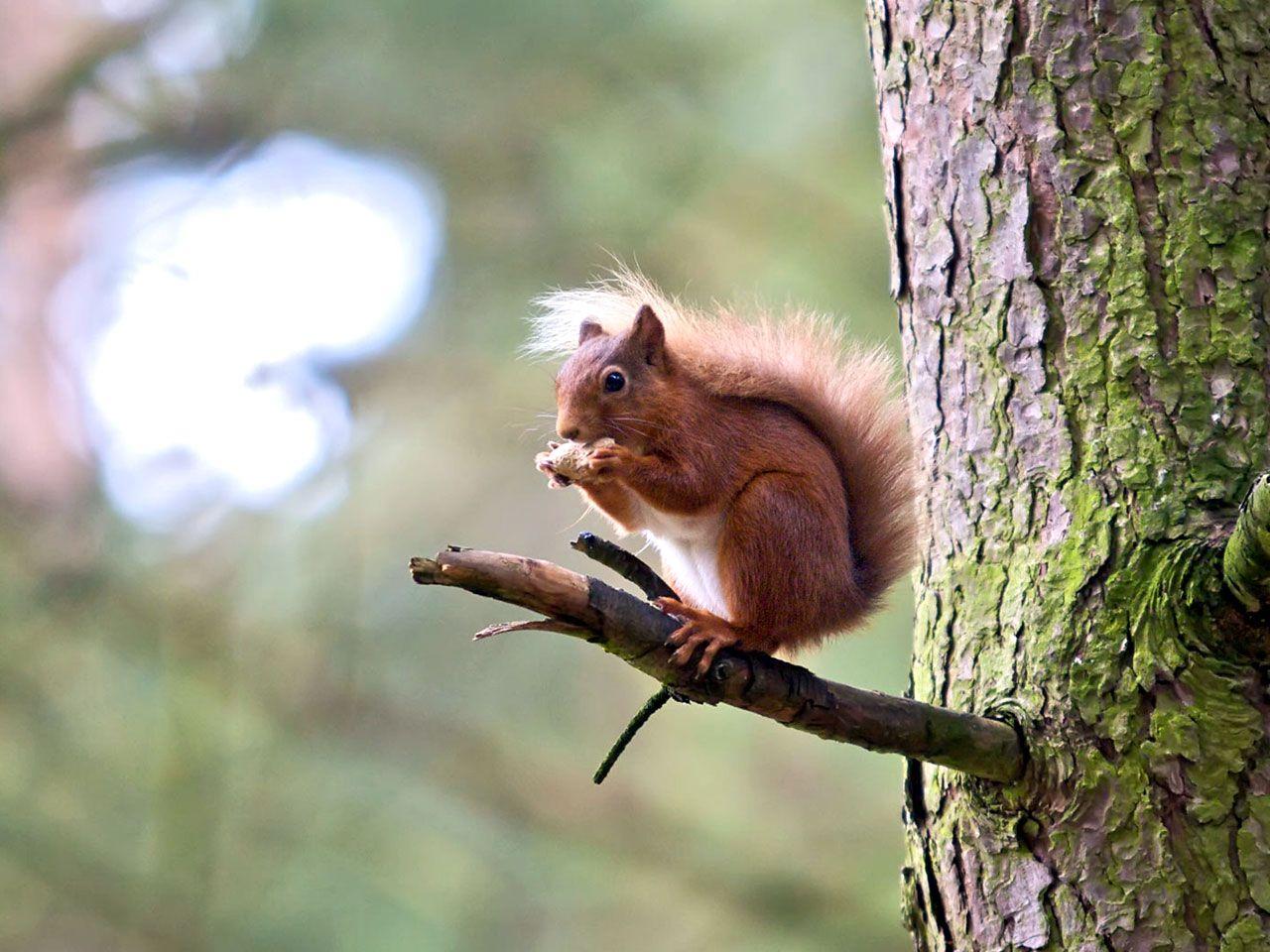 1280x960 Squirrel Picture Red Squirrel Picture