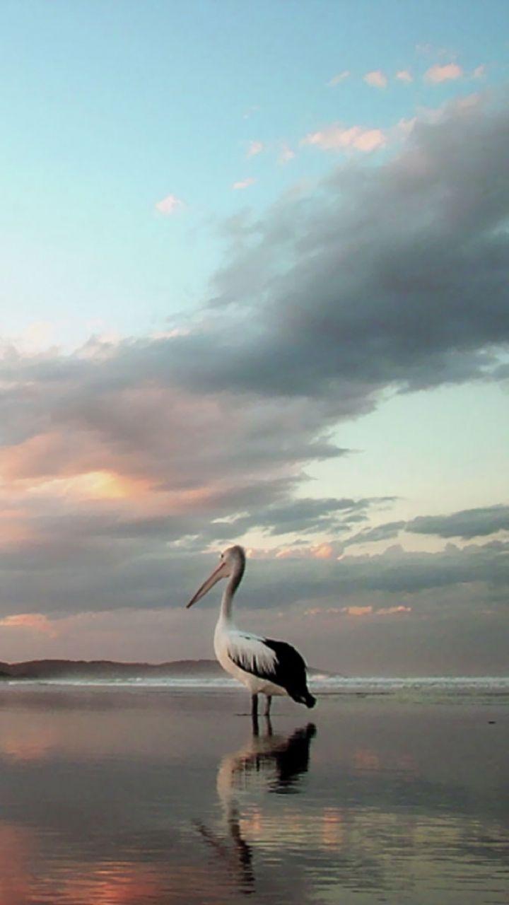720x1280 Animal Pelican (720x1280) Wallpaper