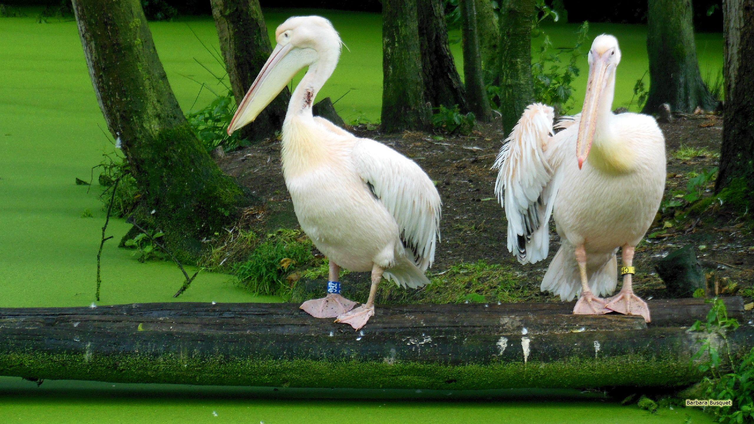 2560x1440 Great white pelican wallpaper's HD Wallpaper