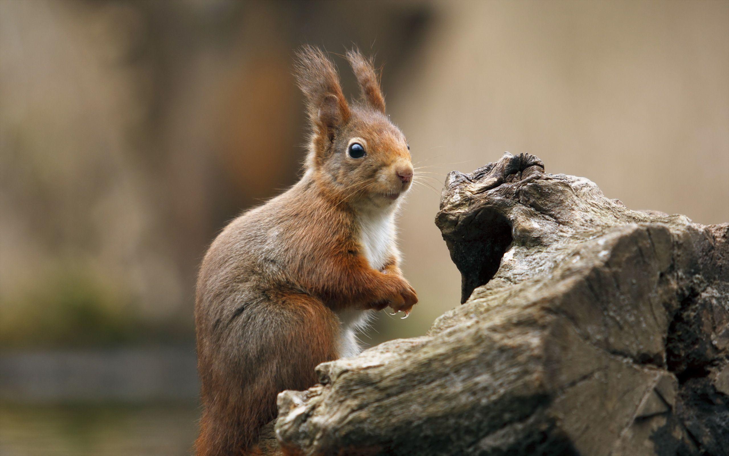 2560x1600 Squirrel wallpaperx1600