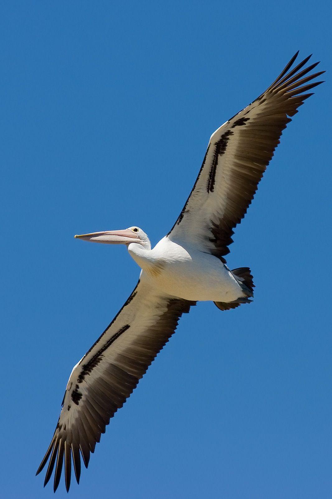 1067x1600 Pelican wallpaper, Animal, HQ Pelican pictureK Wallpaper 2019