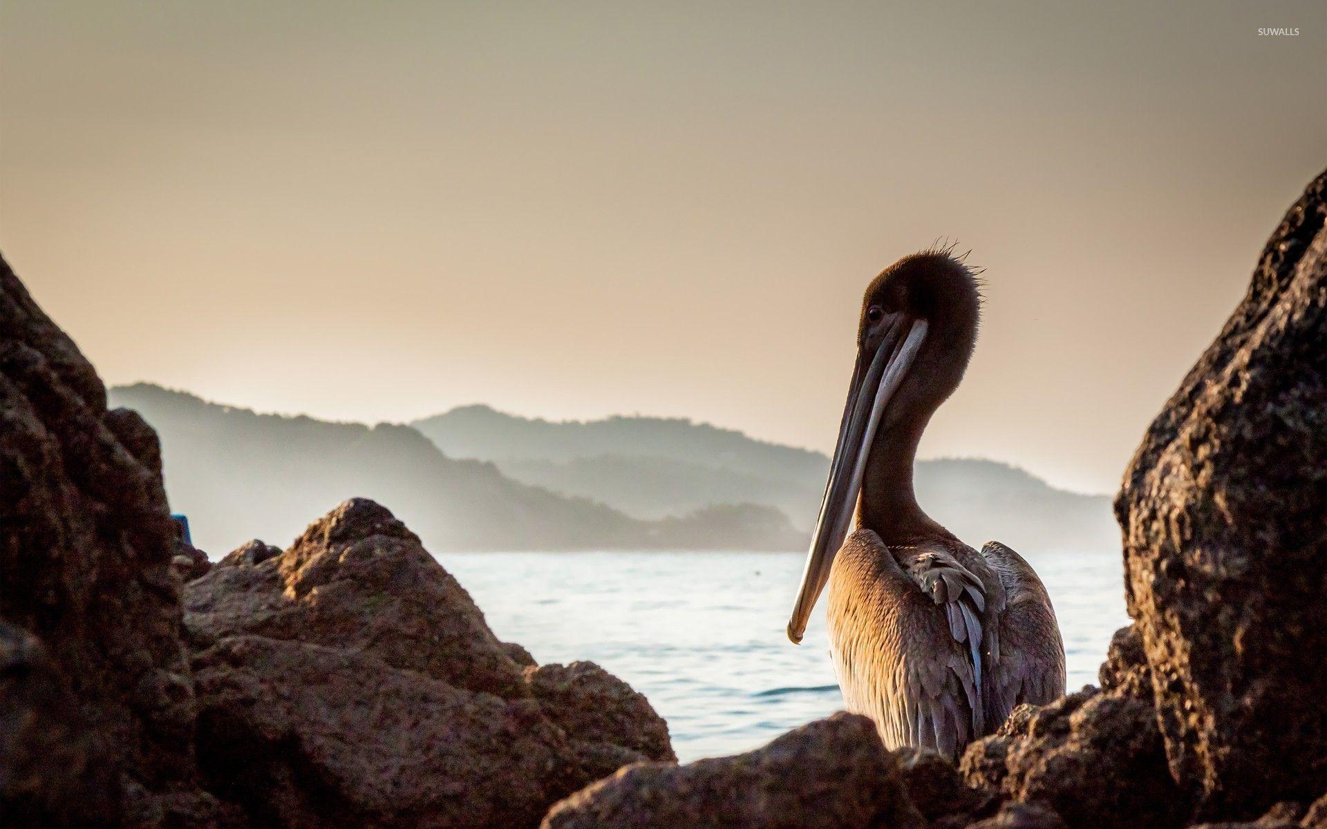 1920x1200 Brown pelican wallpaper wallpaper