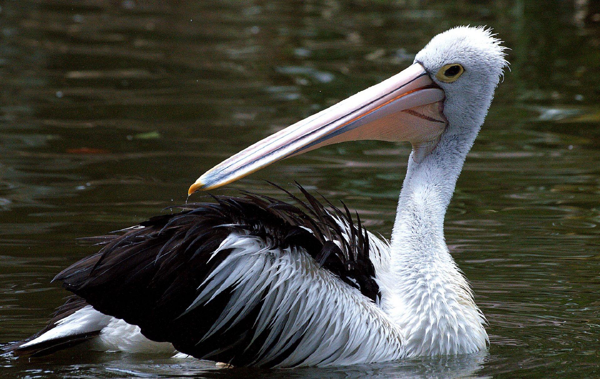 Pelican Wallpapers - Top Free Pelican Backgrounds - WallpaperAccess