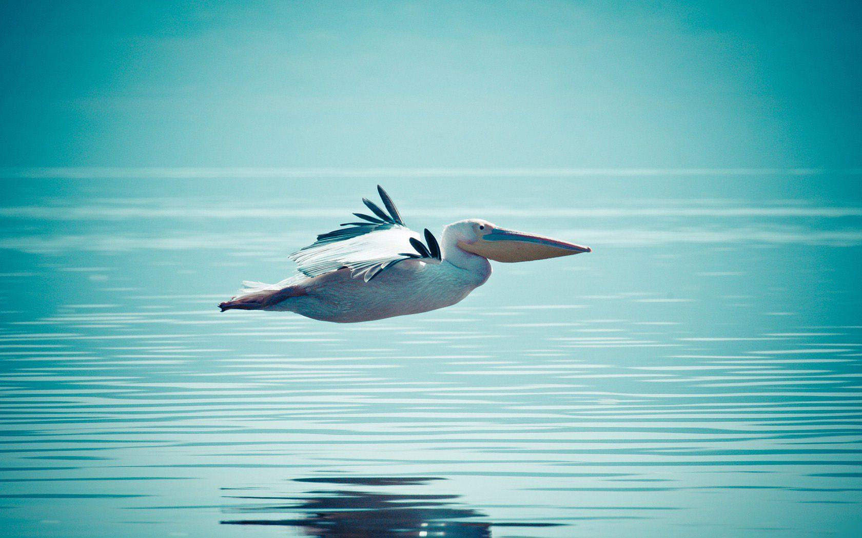 1680x1050 Pelican Wallpaper