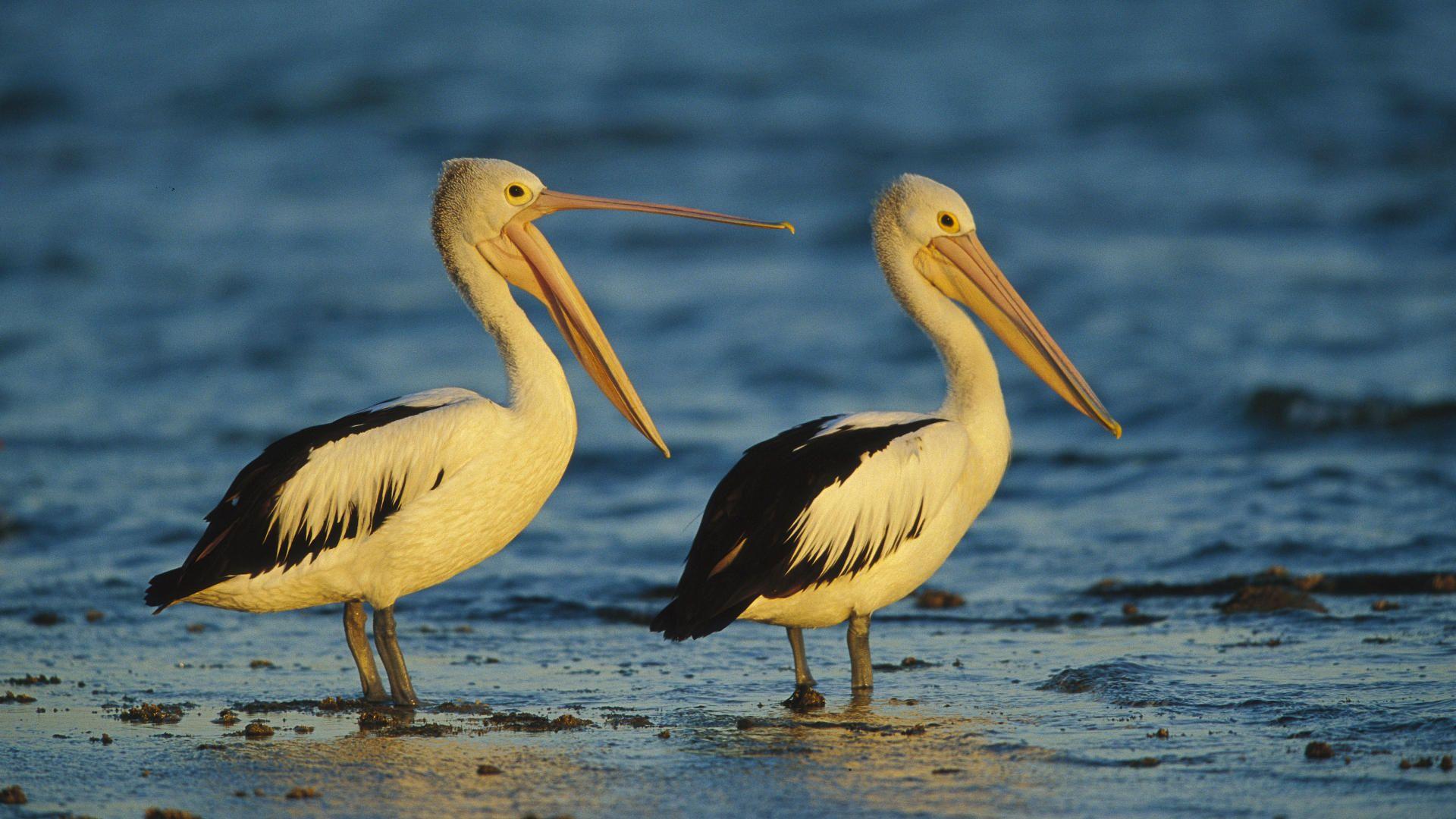 1920x1080 Animals Pelican 1920x1080px