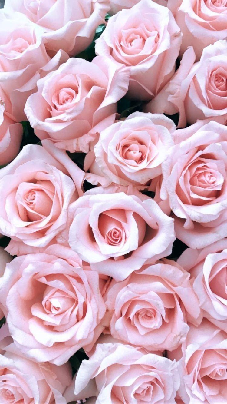 Light Pink Flower Wallpapers - Top Free Light Pink Flower ...