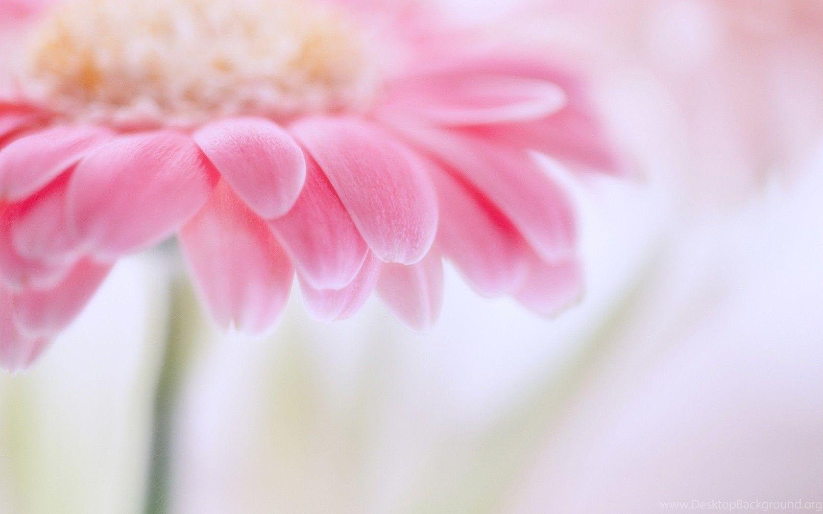 Light Pink Flower Wallpapers - Top Free Light Pink Flower Backgrounds