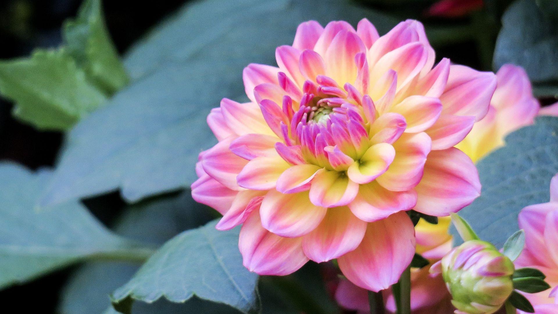 1920x1080 Light Pink Flower Image Wallpaper