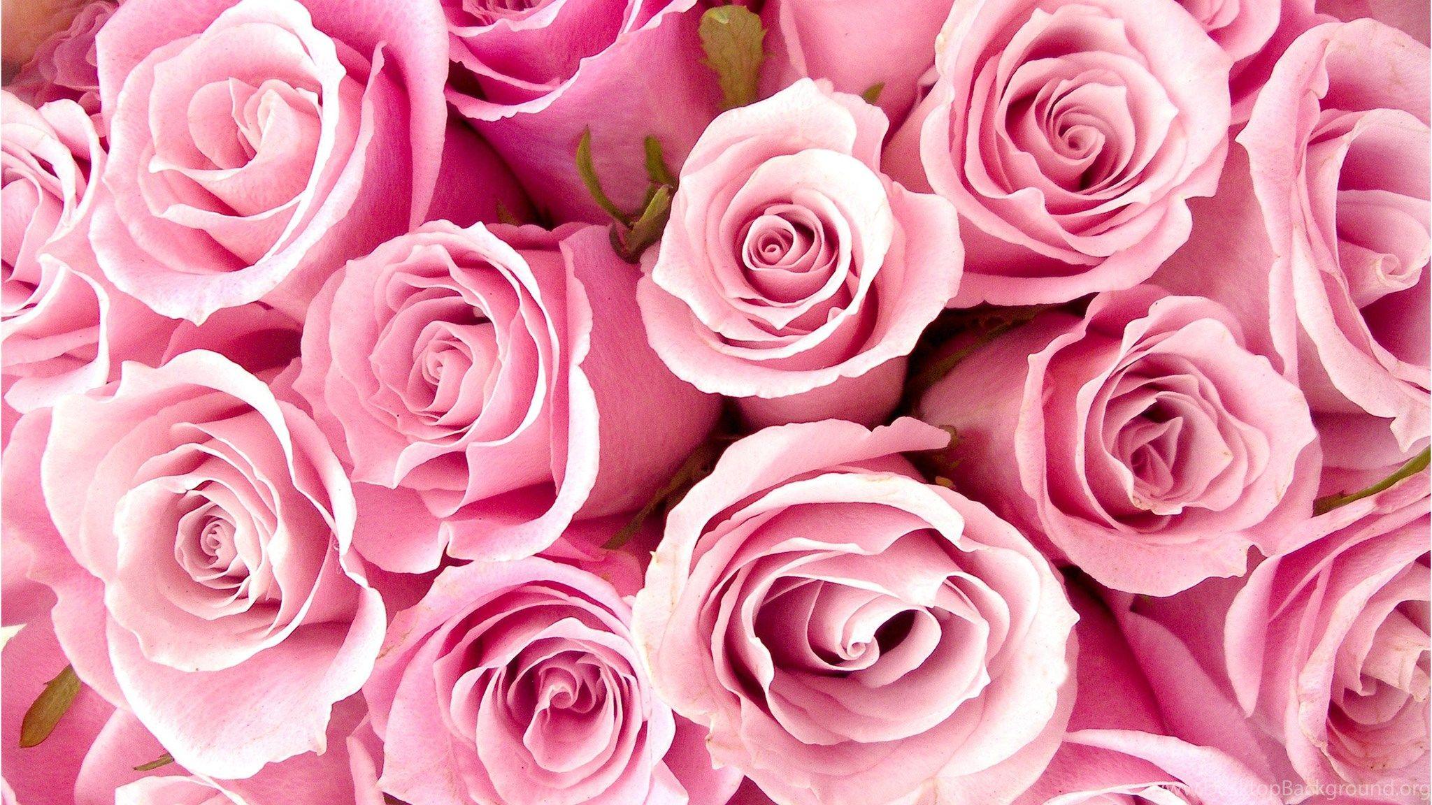 2048x1152 Flower Wallpaper: White And Pink Flower Wallpaper High Quality