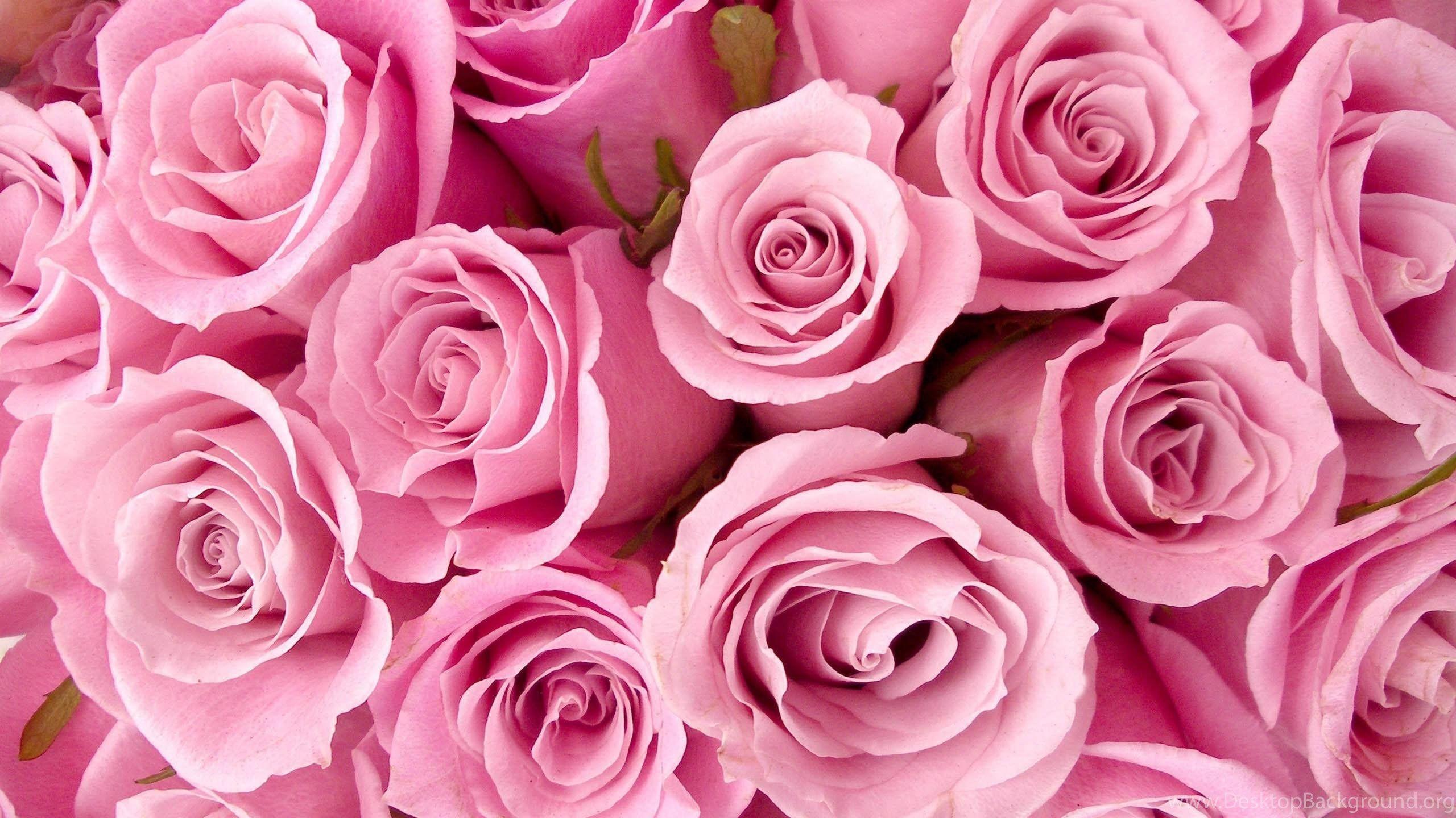 2560x1440 Pretty Pink Wallpaper Wallpaper HD Base Desktop Background