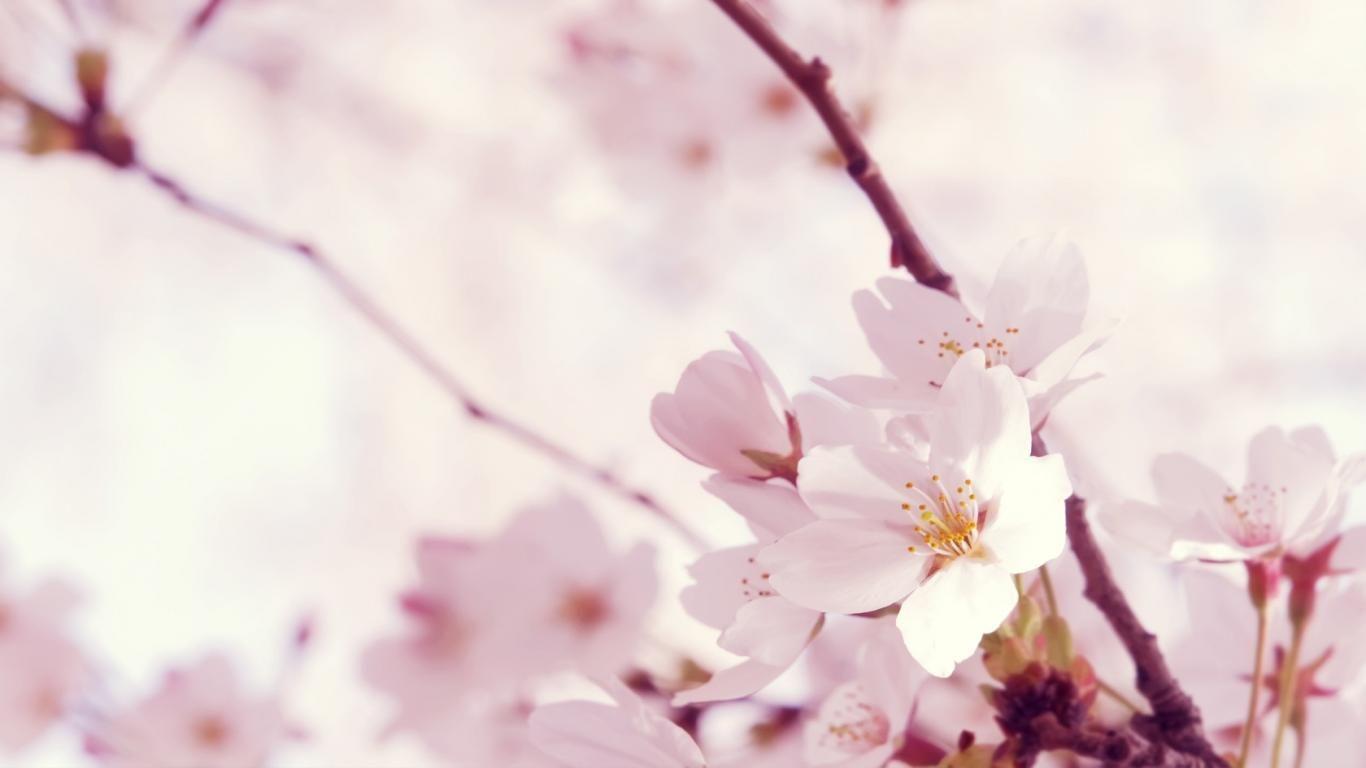 1366x768 Pretty Pink Flowers