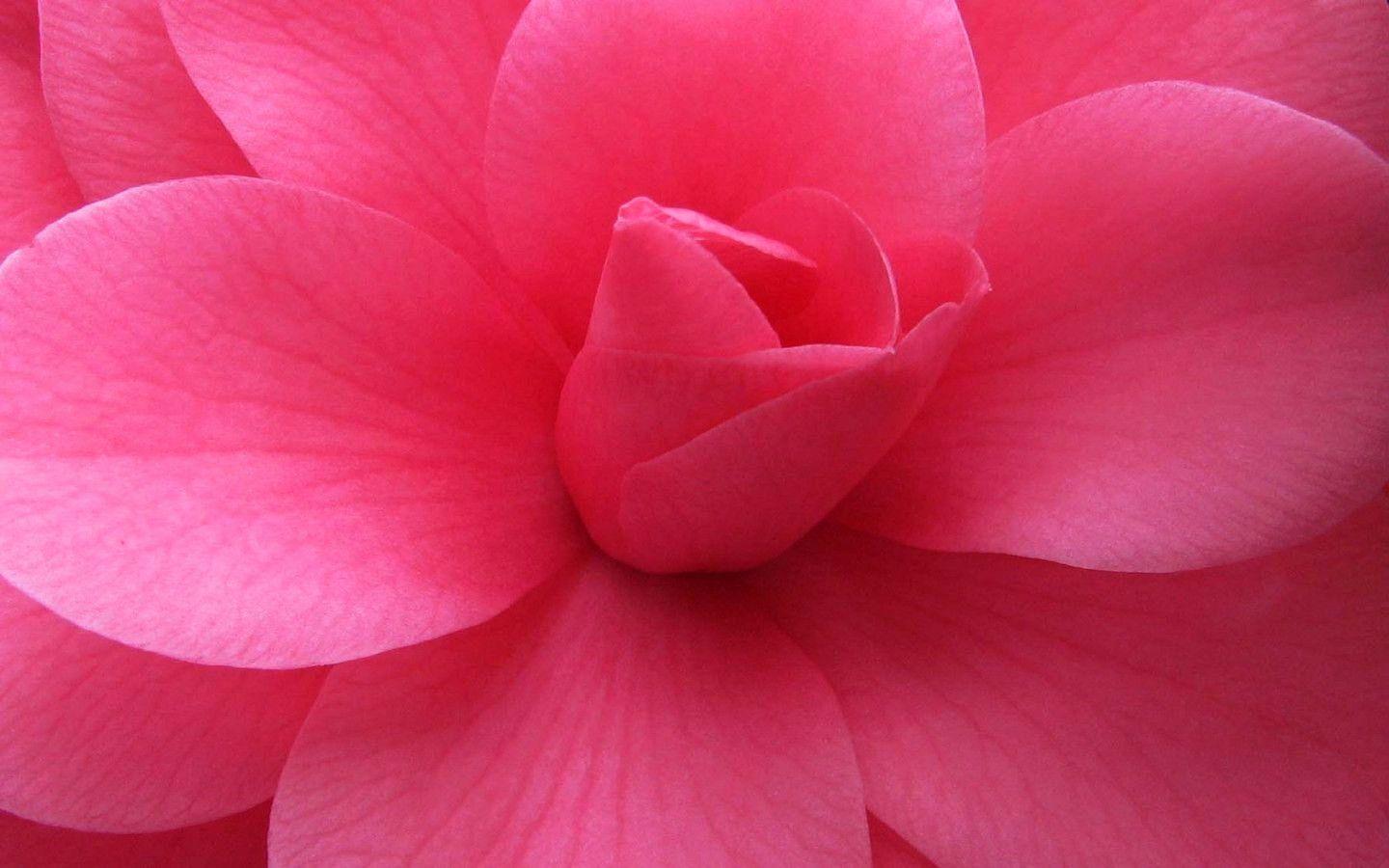 1440x900 Best Of Pretty Pink Wallpaper Inspiration