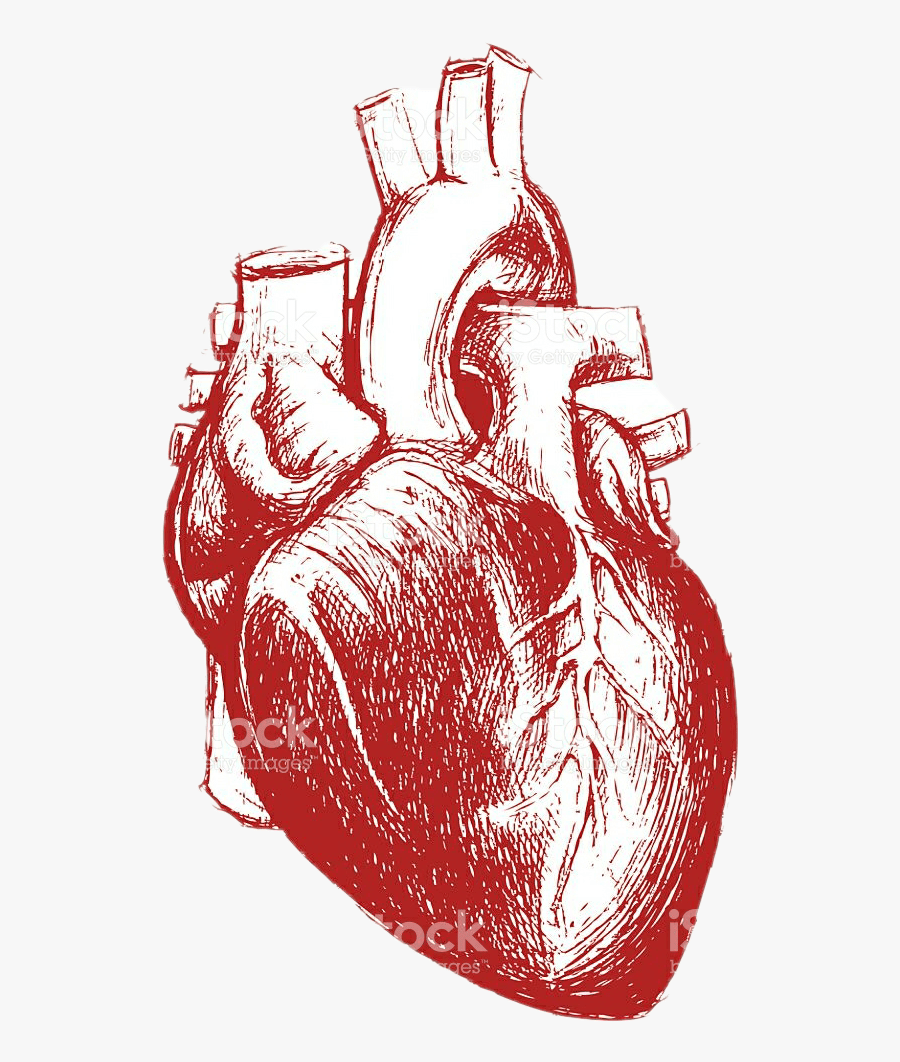 900x1062 humanheart #red #aesthetic #tumblr Heart Drawing Red