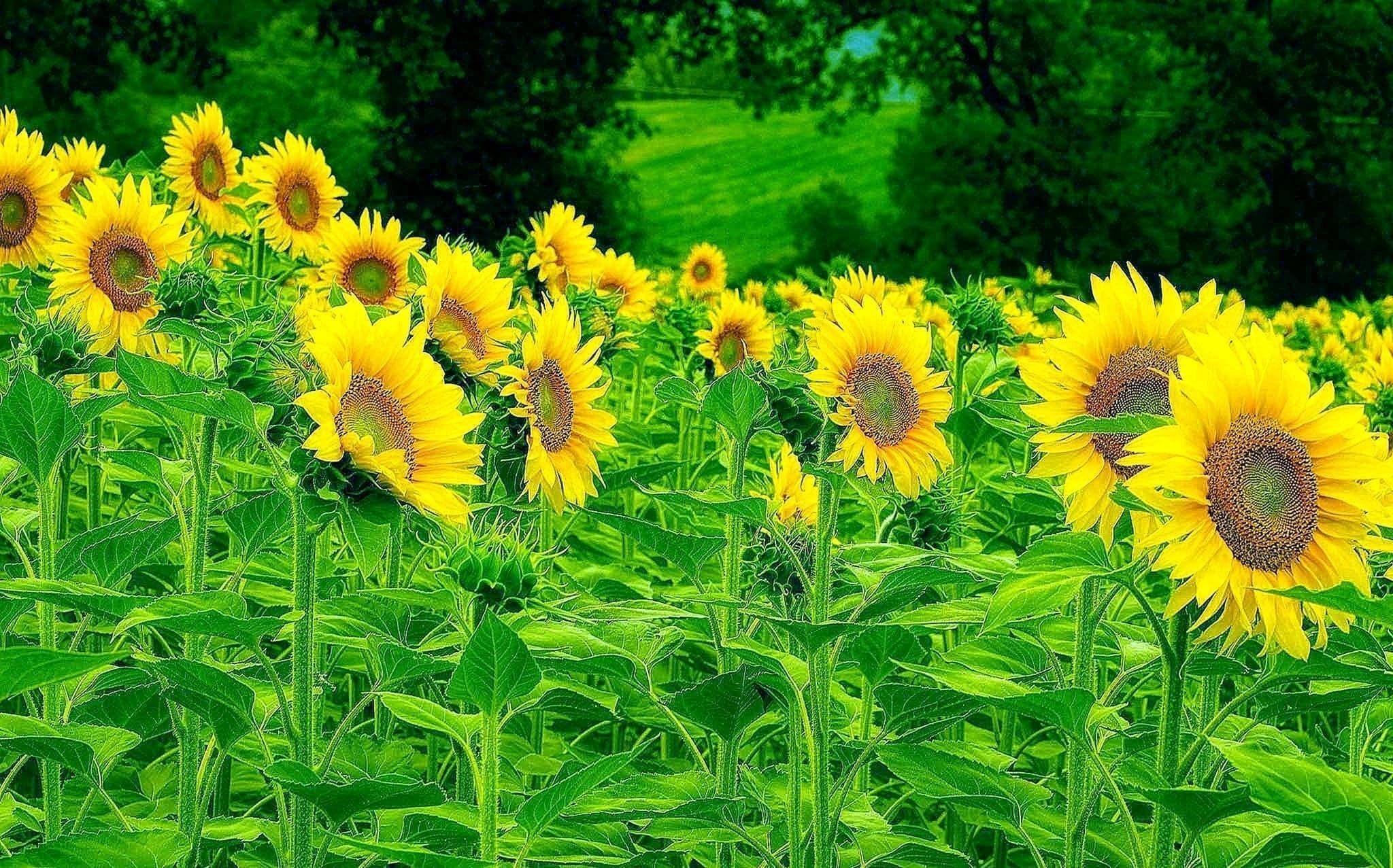 Rustic Sunflower Wallpapers Top Free Rustic Sunflower Backgrounds
