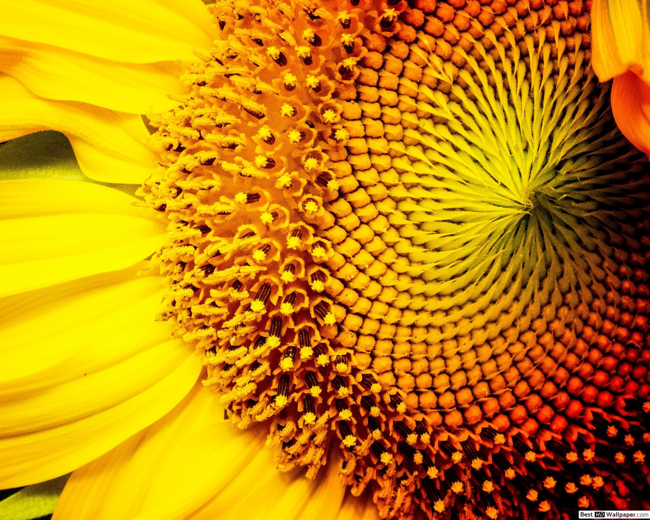 Rustic Sunflower Wallpapers - Top Free Rustic Sunflower Backgrounds