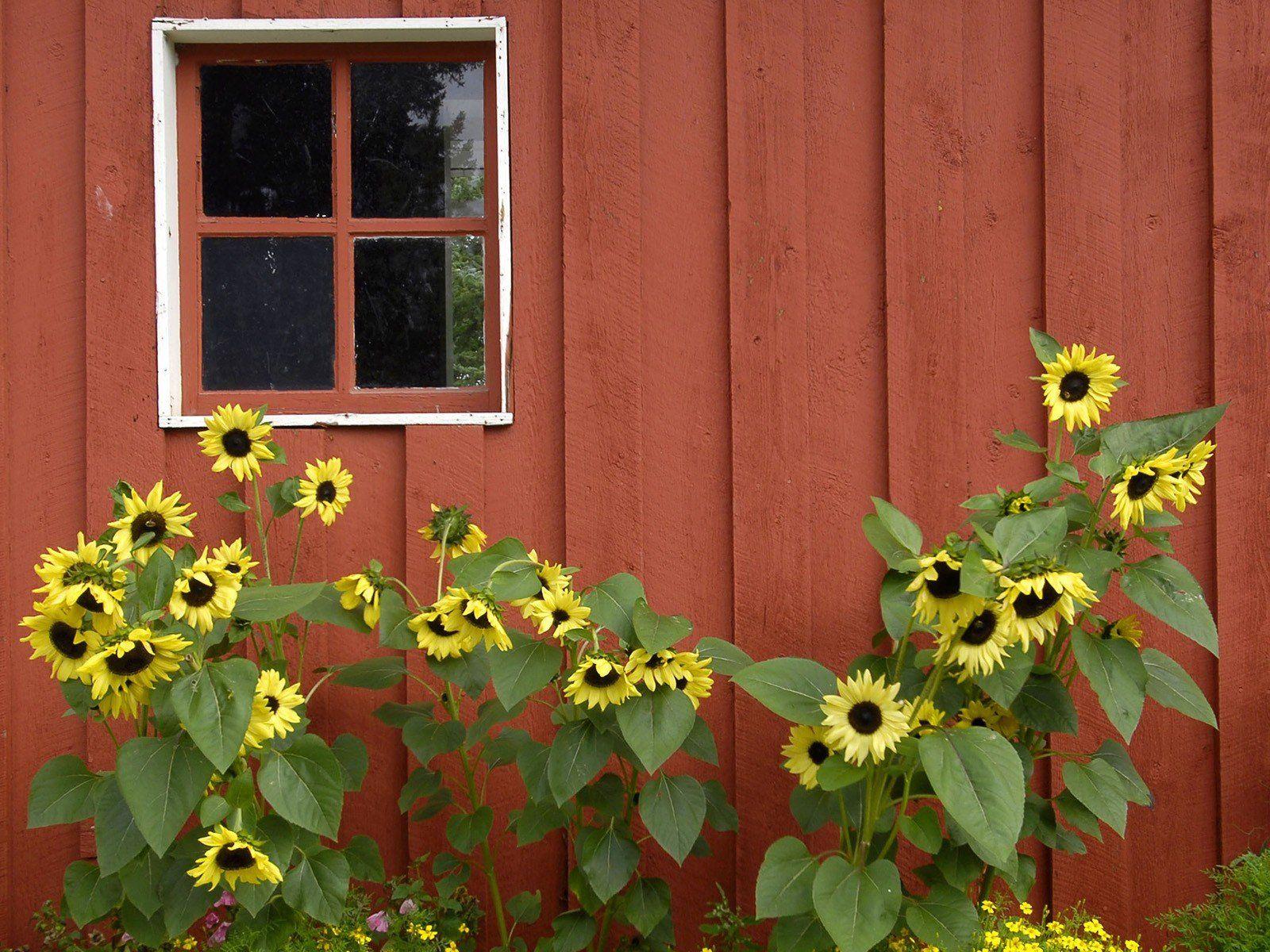 rosa parks for barn