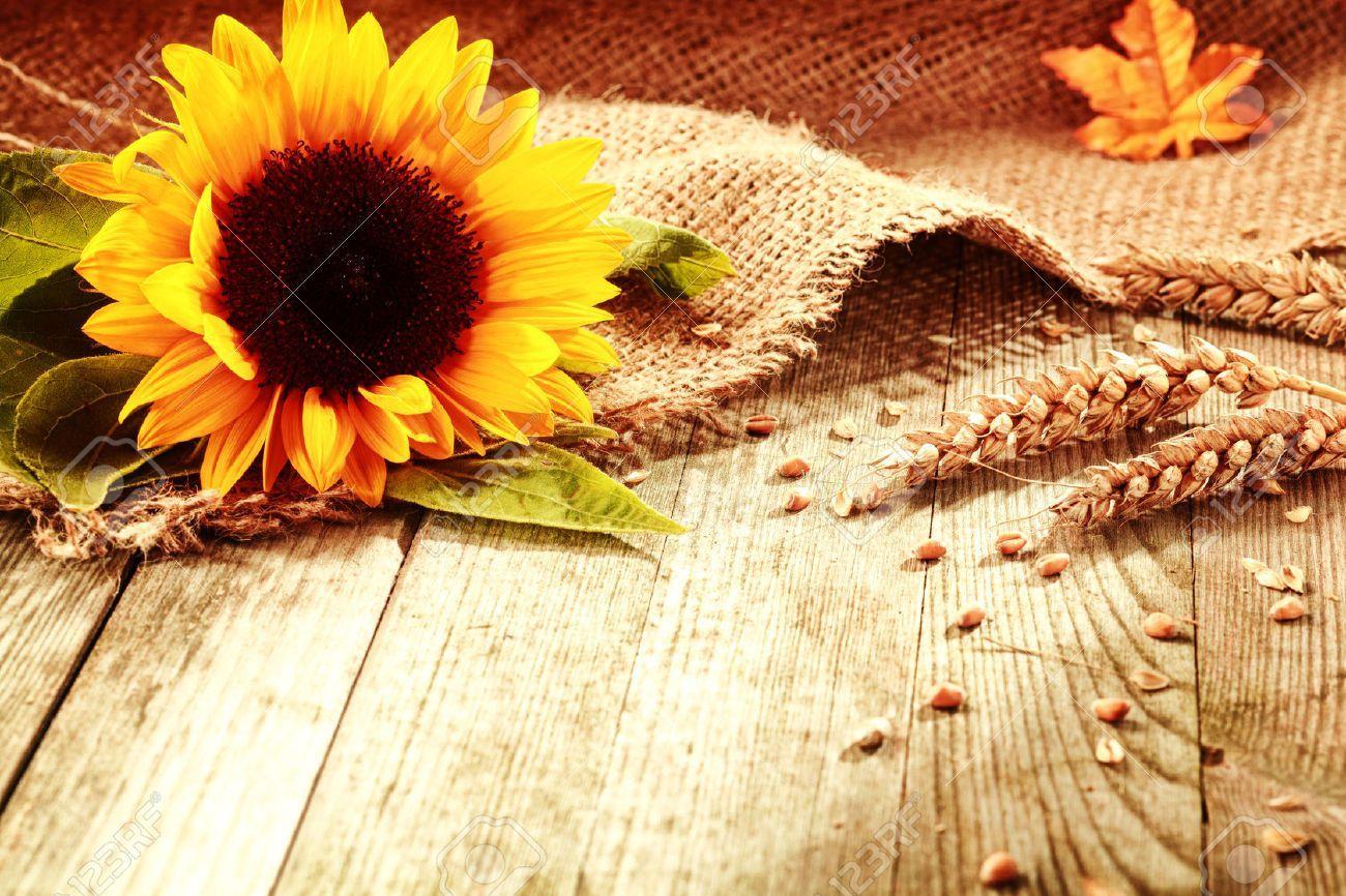 Rustic Sunflower Wallpaper