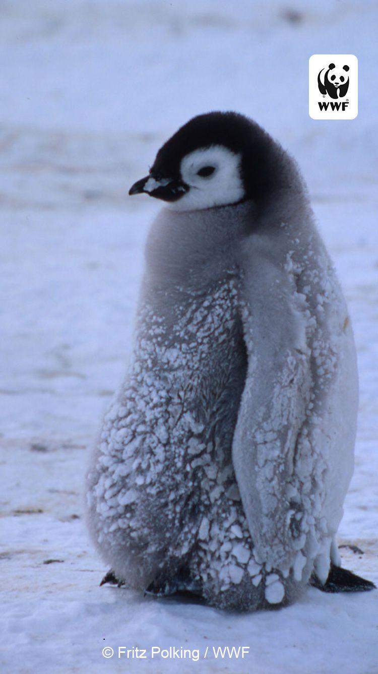 750x1337 Free WWF iPhone Wallpaper. World Wildlife Fund
