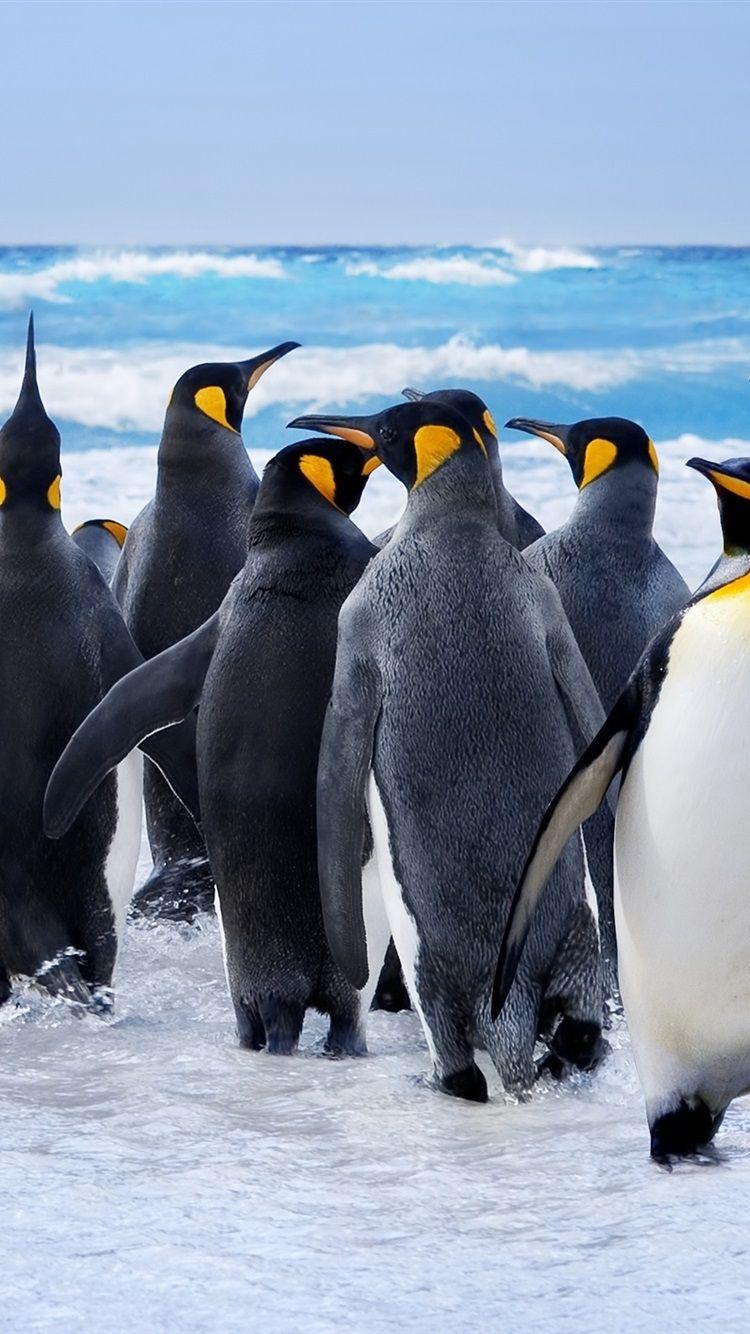 750x1334 Penguins, Birds, Snow 750x1334 IPhone 8 7 6 6S Wallpaper