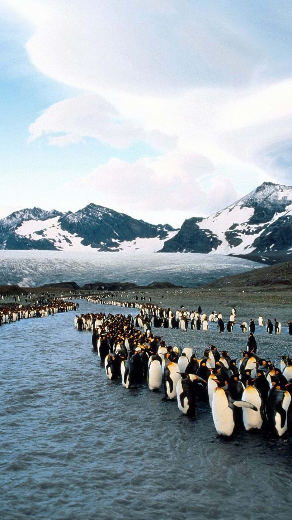 938x1668 Download wallpaper 938x1668 penguins, north, mountains, flock