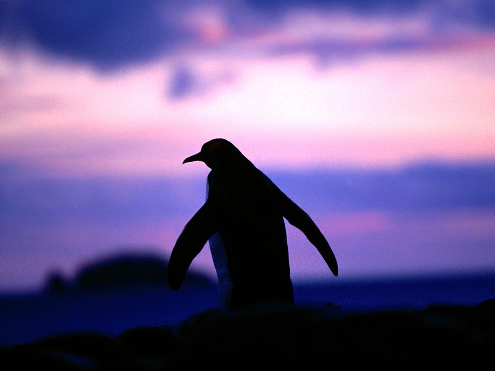 1600x1200 Penguin Wallpaper