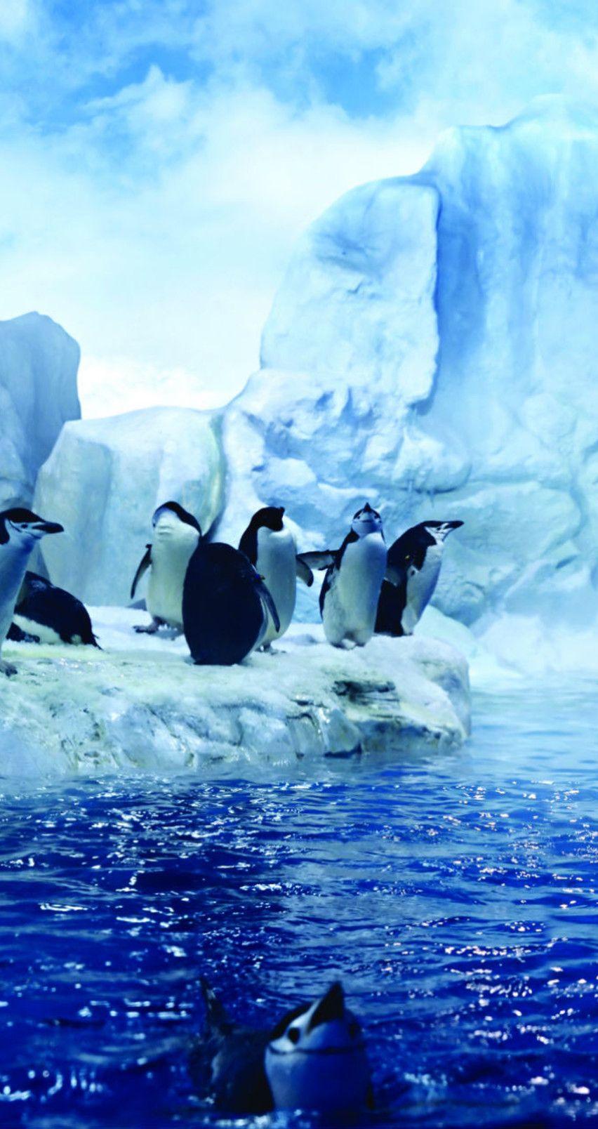 852x1608 Free download Penguins dancing in the Arctic HD wallpaper