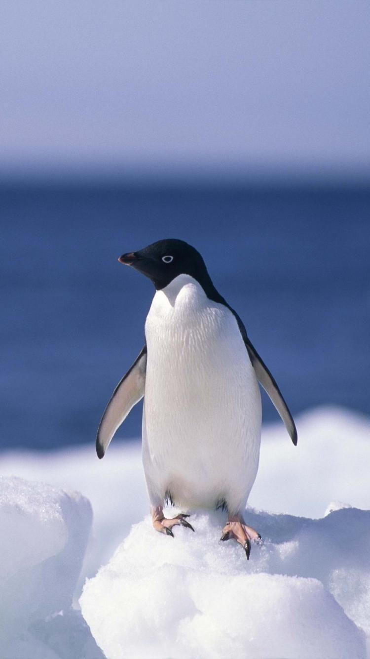 750x1334 Penguin Wallpaper iPhone