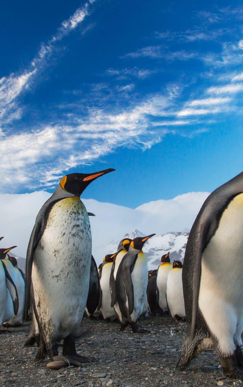 840x1336 Download King Penguin, aquatic life wallpaper, 840x iPhone 5