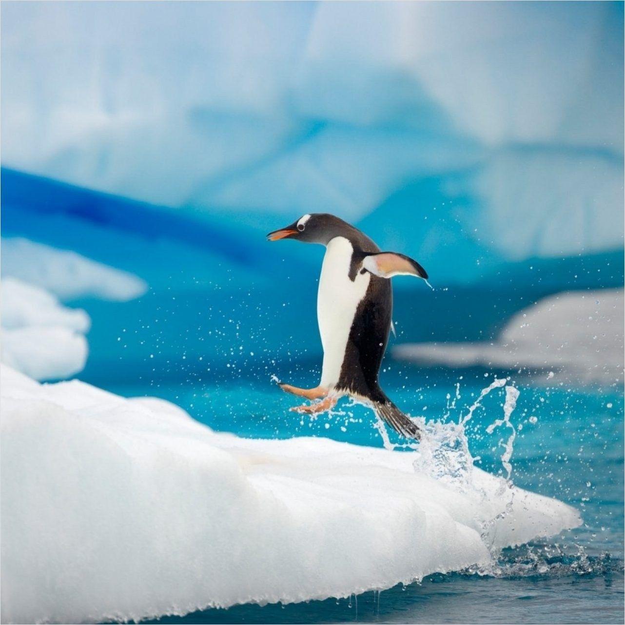 1282x1282 Penguin Jumping