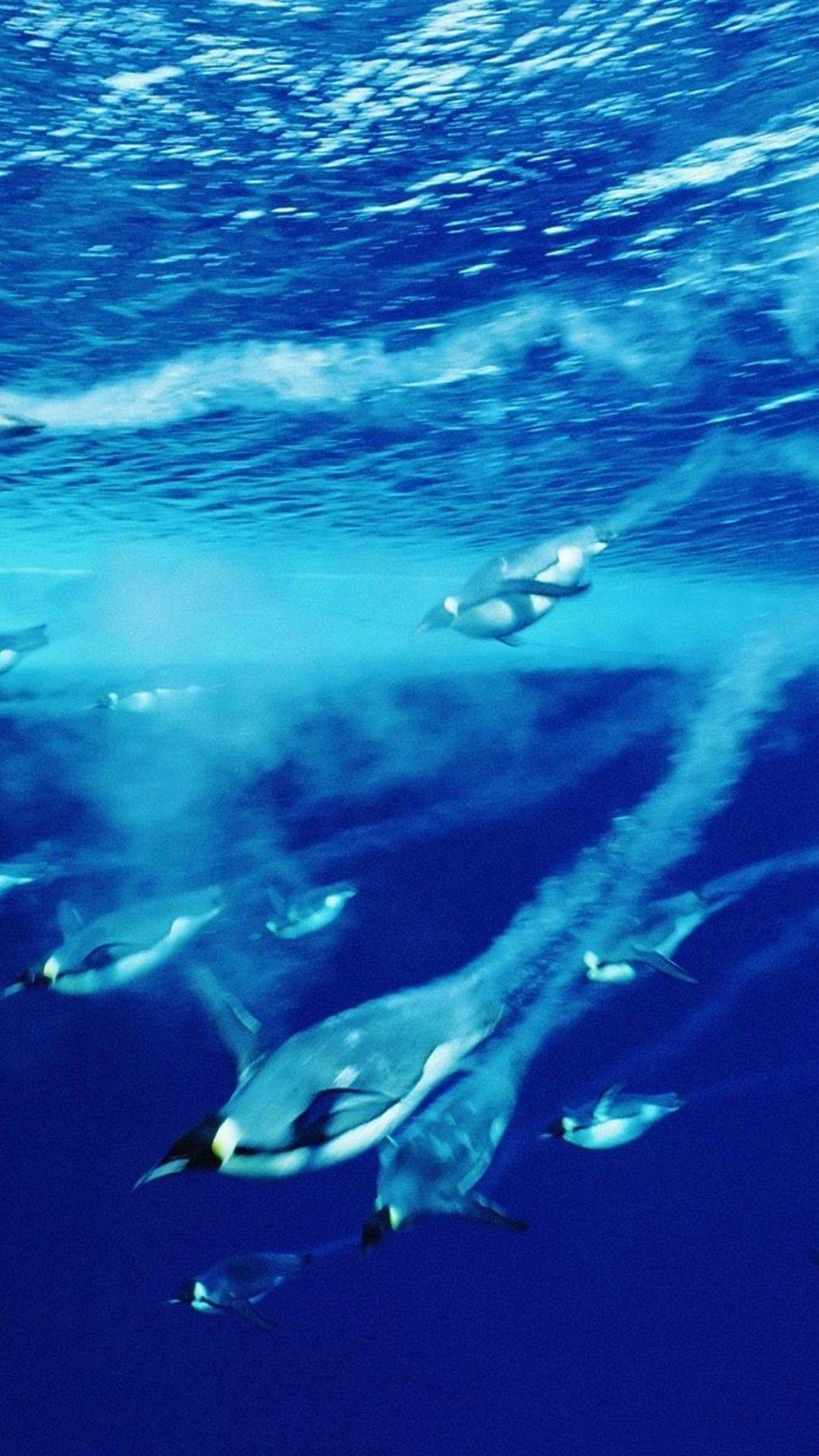 1080x1920 iPhone X Penguin Wallpaper 3D iPhone Wallpaper