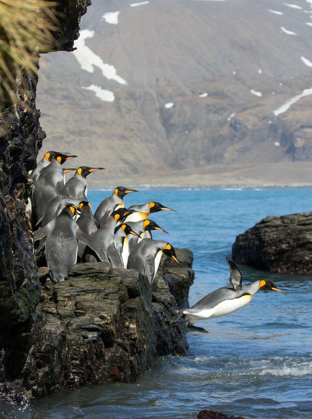 1000x1345 Best Penguin Picture [HD]. Download Free Image