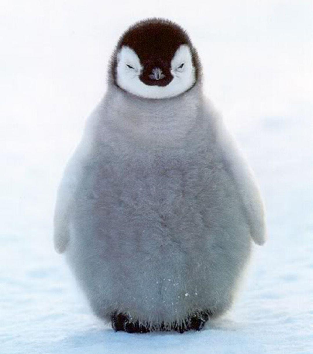 1080x1220 Baby Penguin, iPhone, Desktop HD Background