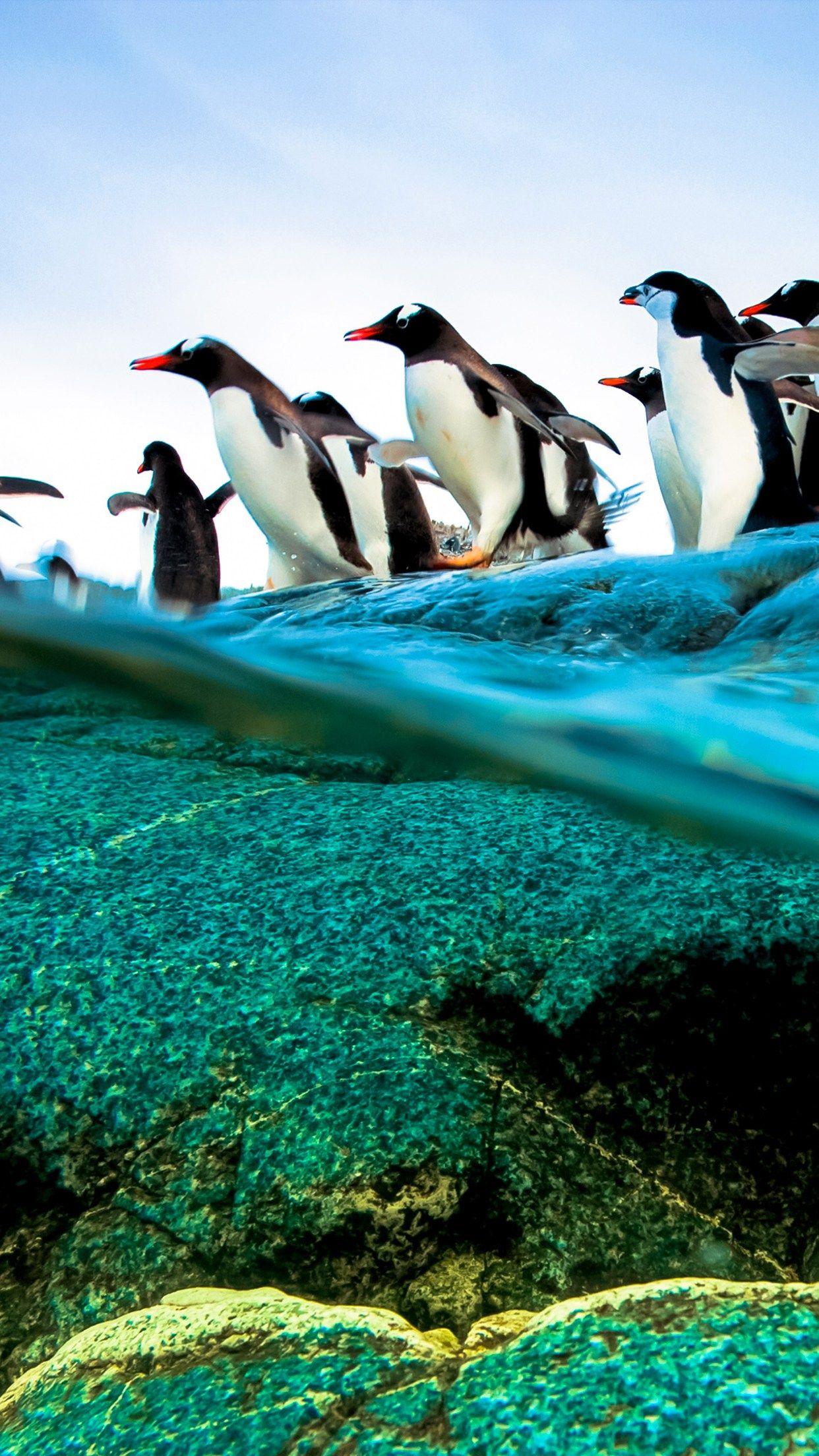 1242x2208 Diving Penguins Wallpaper for iPhone Pro Max, X, 6
